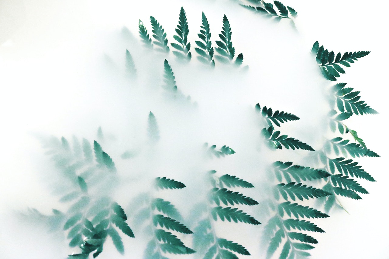 eco blog cover image, with green leaves surrounded by white smokes